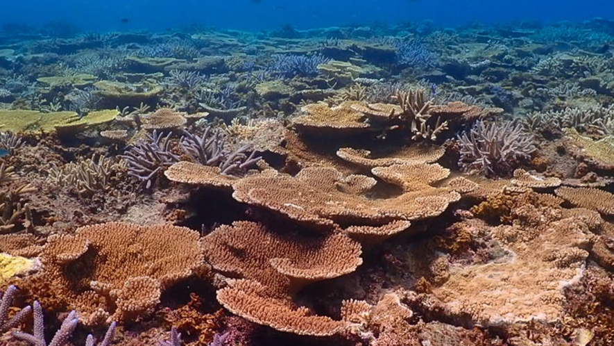 八重干瀬珊瑚