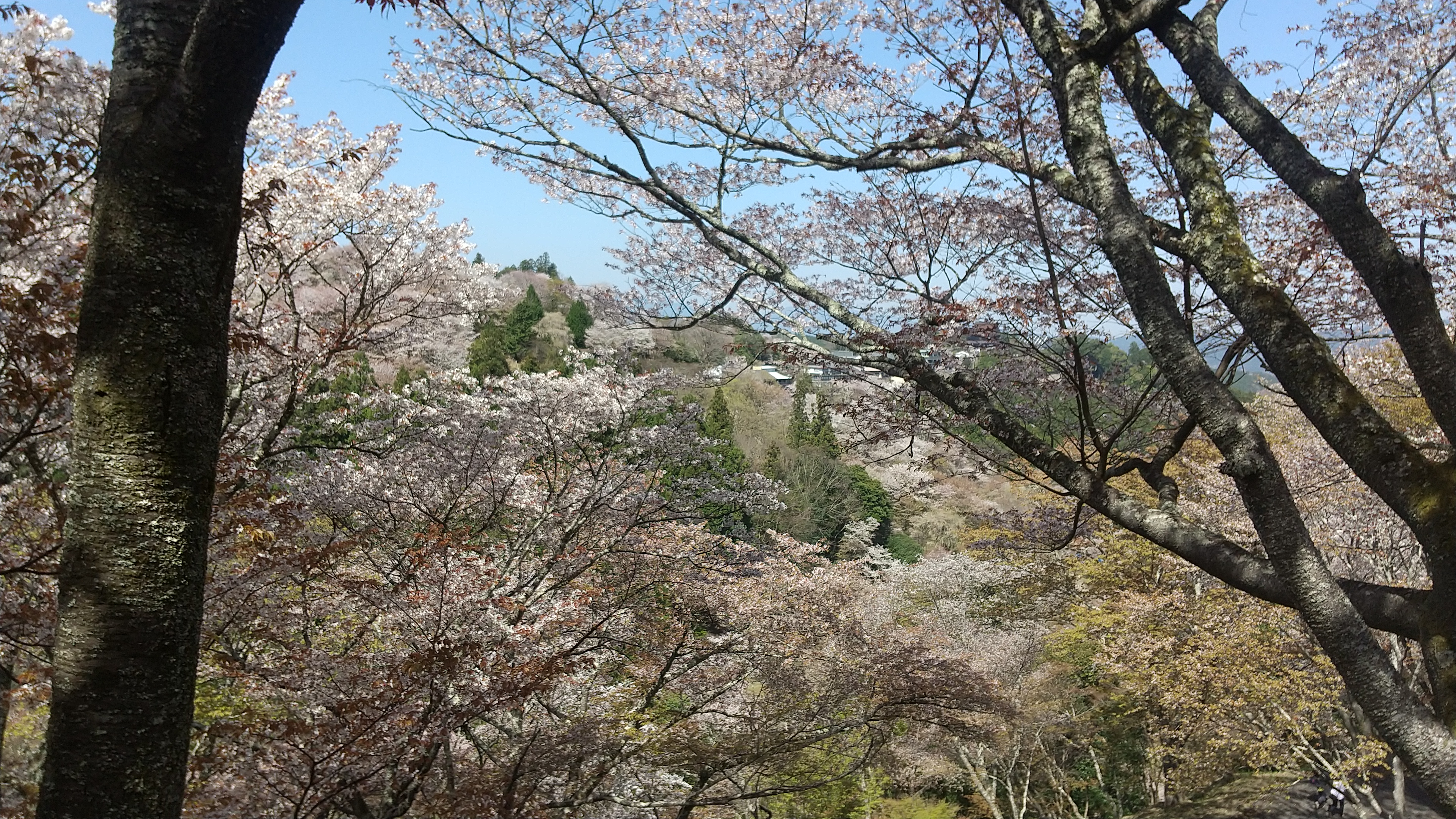 如意輪寺付近の景色