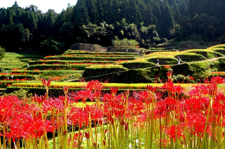 彼岸花と棚田