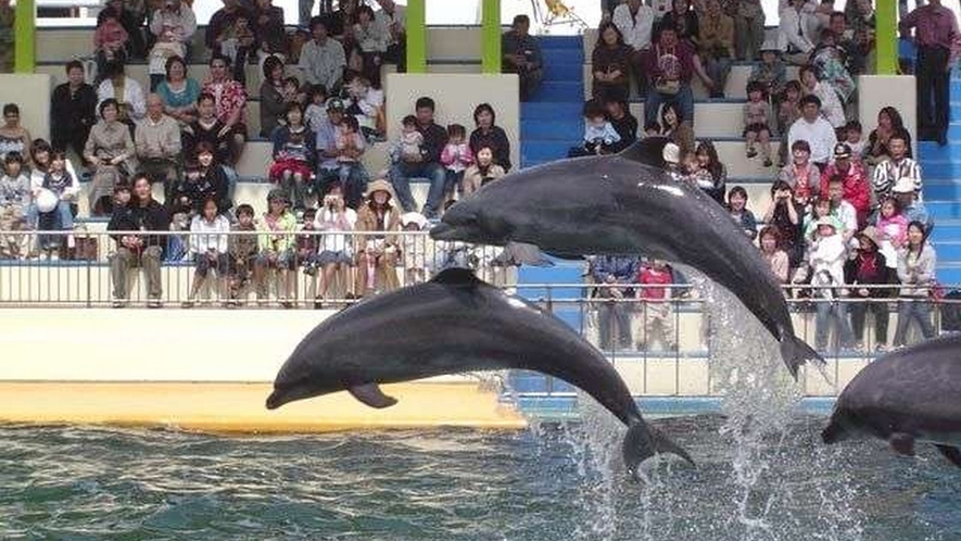 【越前松島水族館】当館から車で約7分