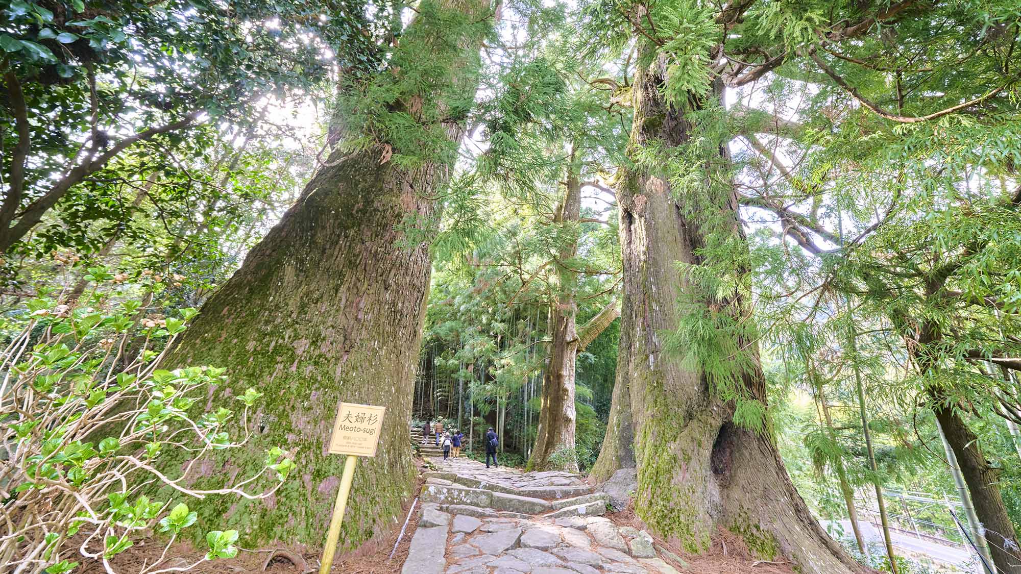 ・【周辺】那智山（熊野古道・大門坂）：夫婦杉