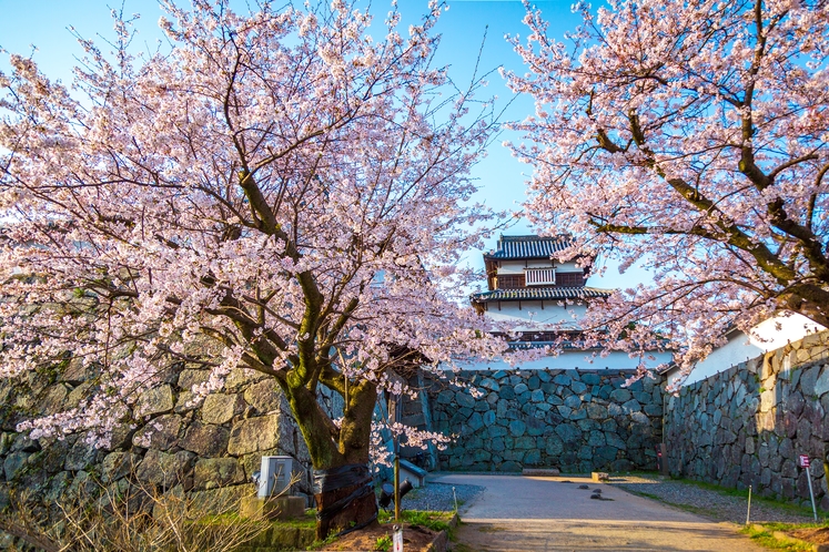 舞鶴公園桜「福岡県観光連盟提供」