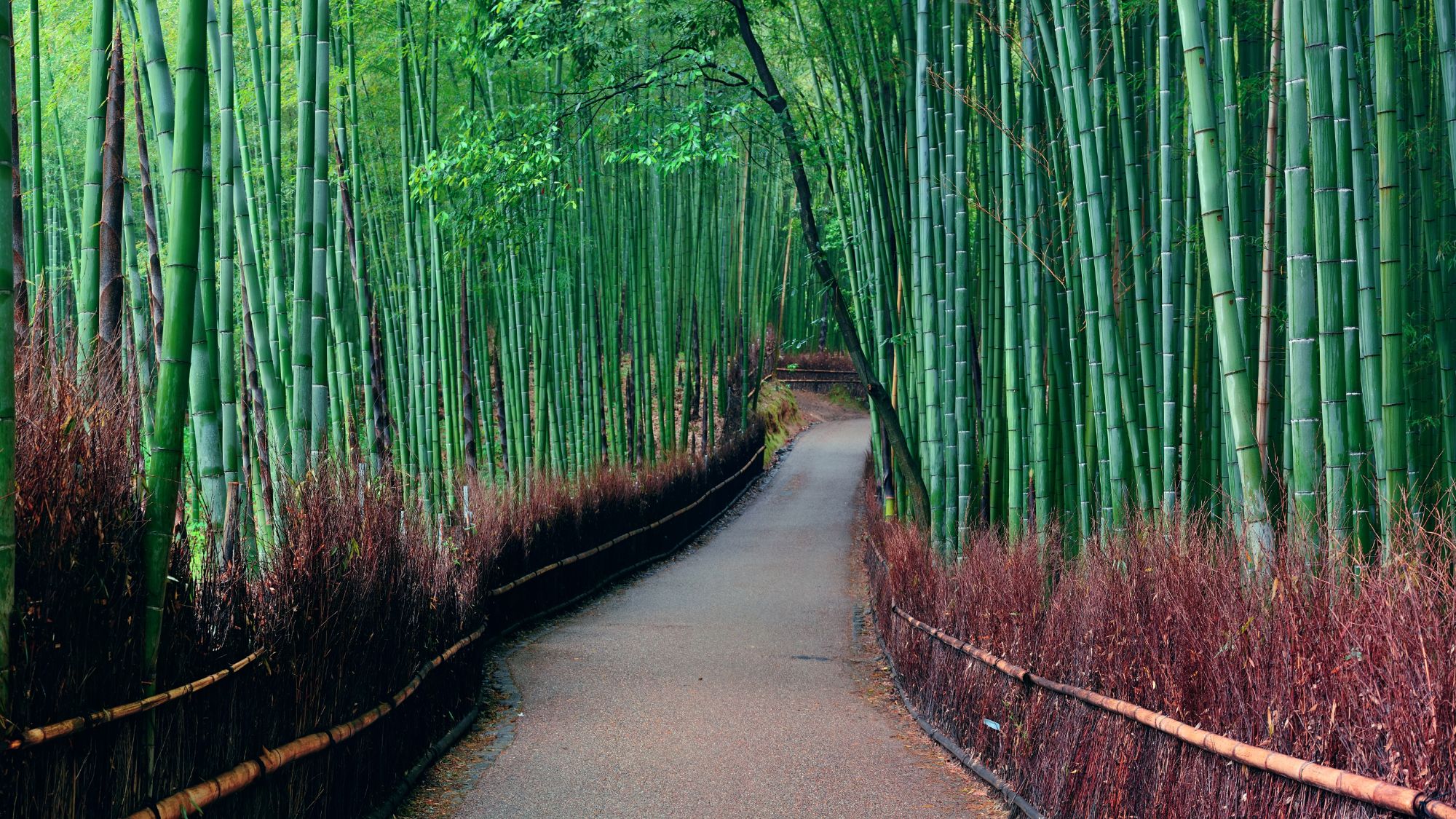 一足伸ばすと、京都屈指の人気観光スポット「嵐山」へ