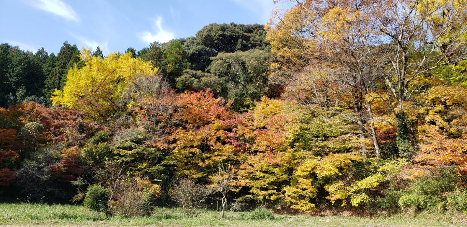 新宮寺（紅葉）