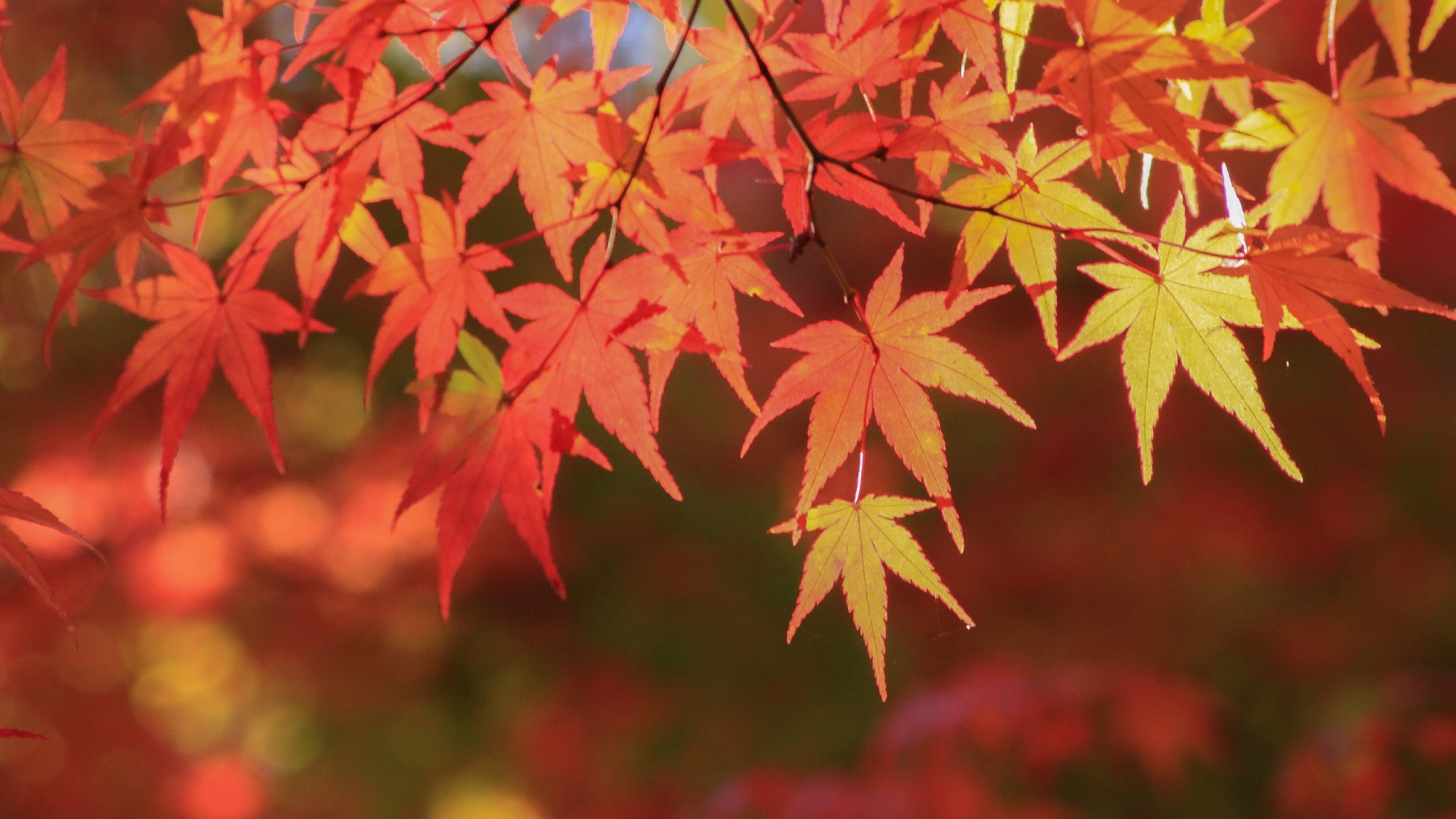 【紅葉】展望風呂から眺める秋景色。色鮮やかな秋を湯と食でお楽しみください♪■1泊2食