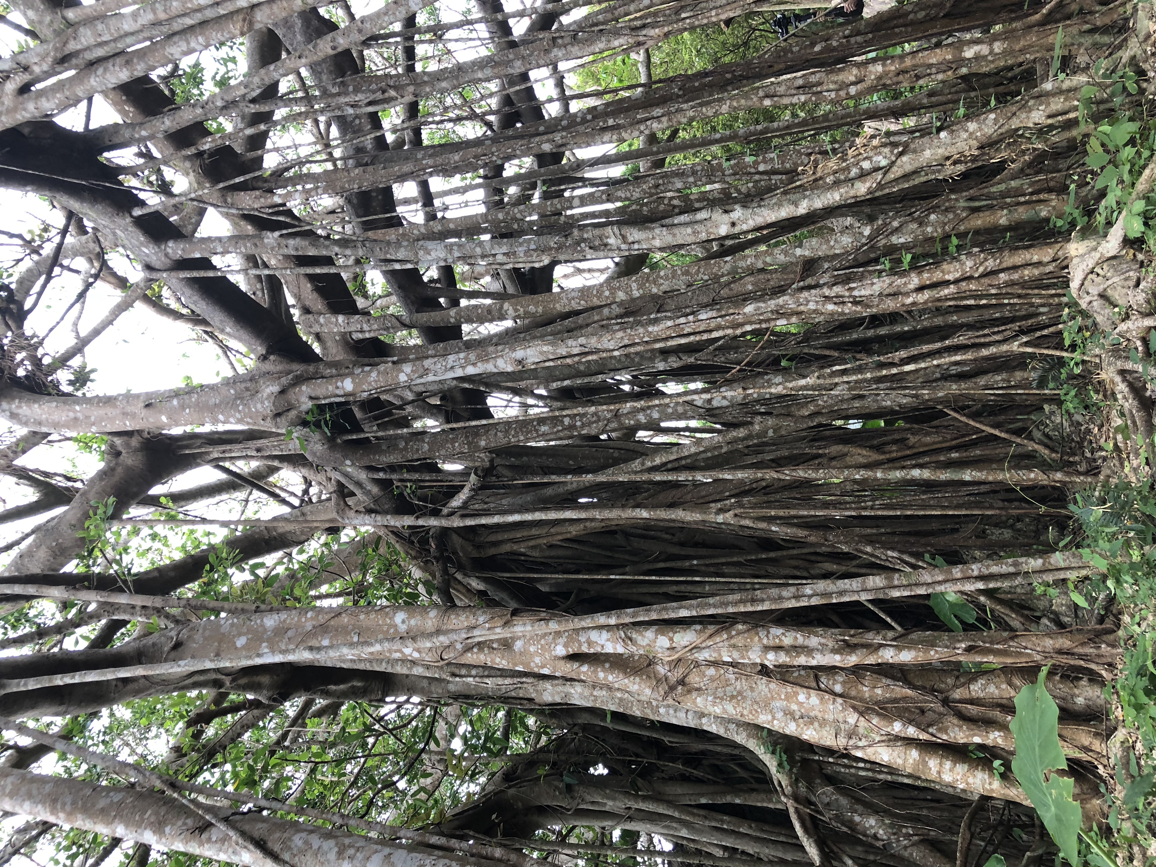 【沖縄観光地】がじゅまる