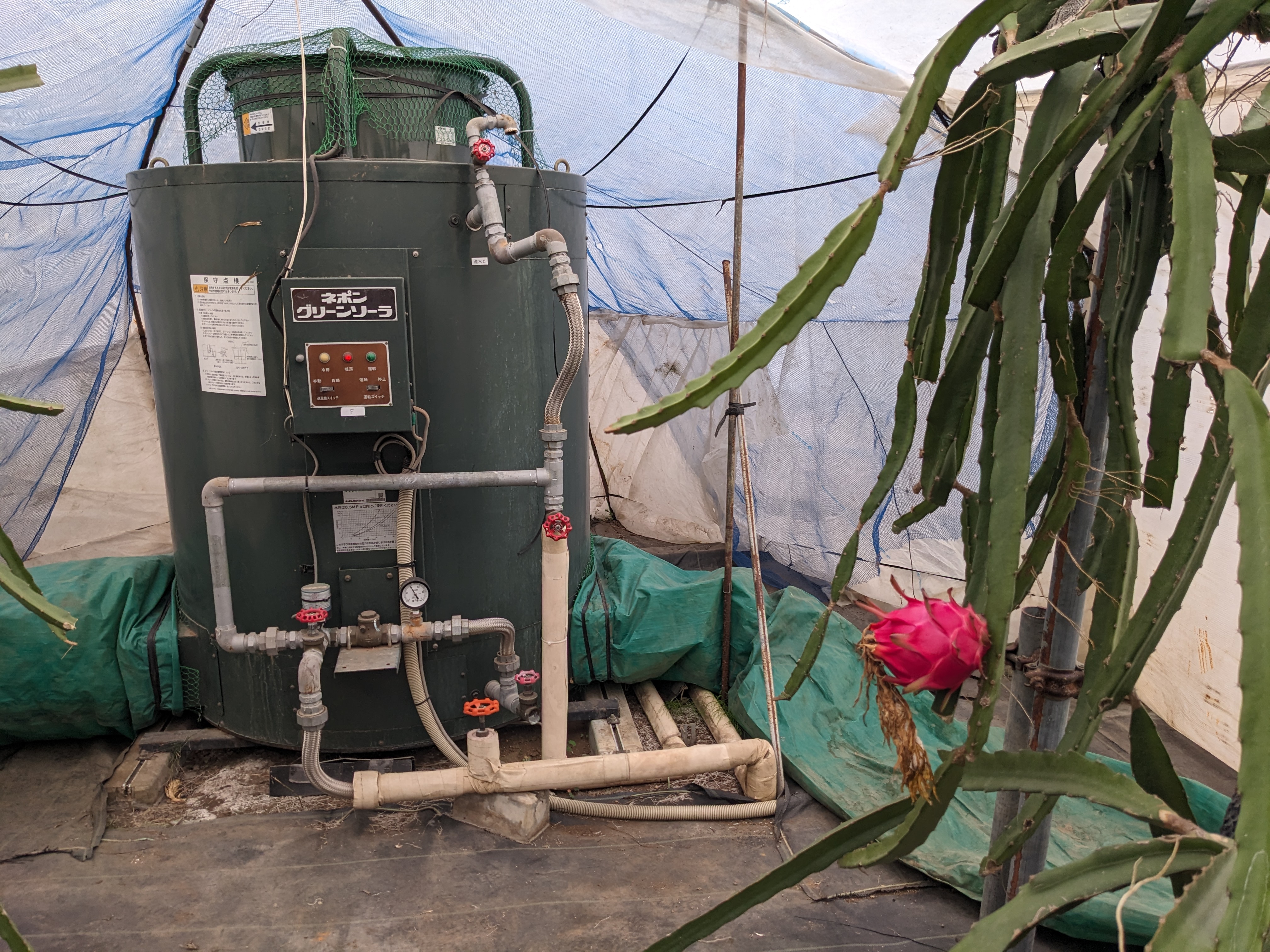 【星の見える丘農園】ドラゴンフルーツ