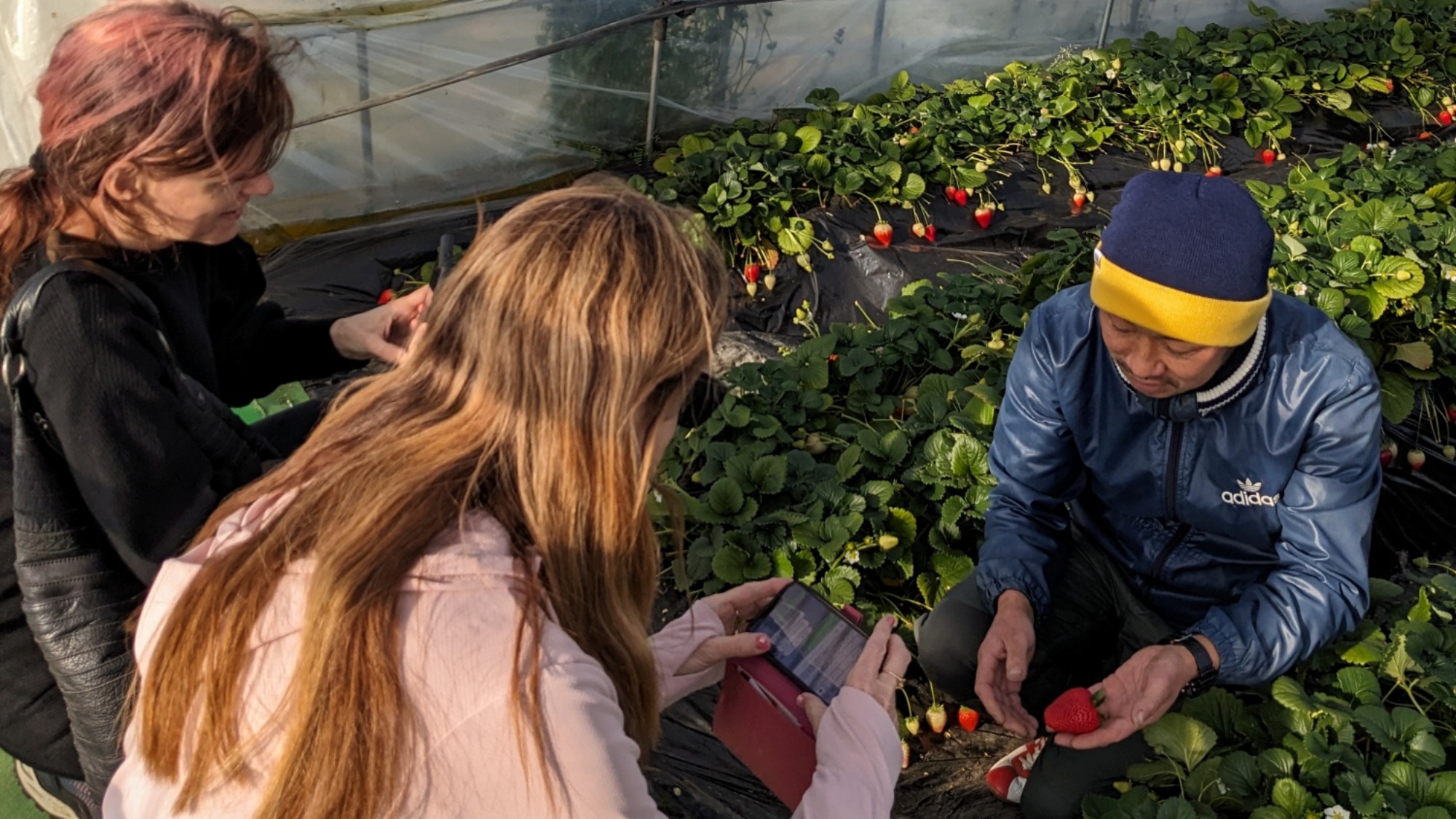 【体験アクティビティ】いちご狩り。