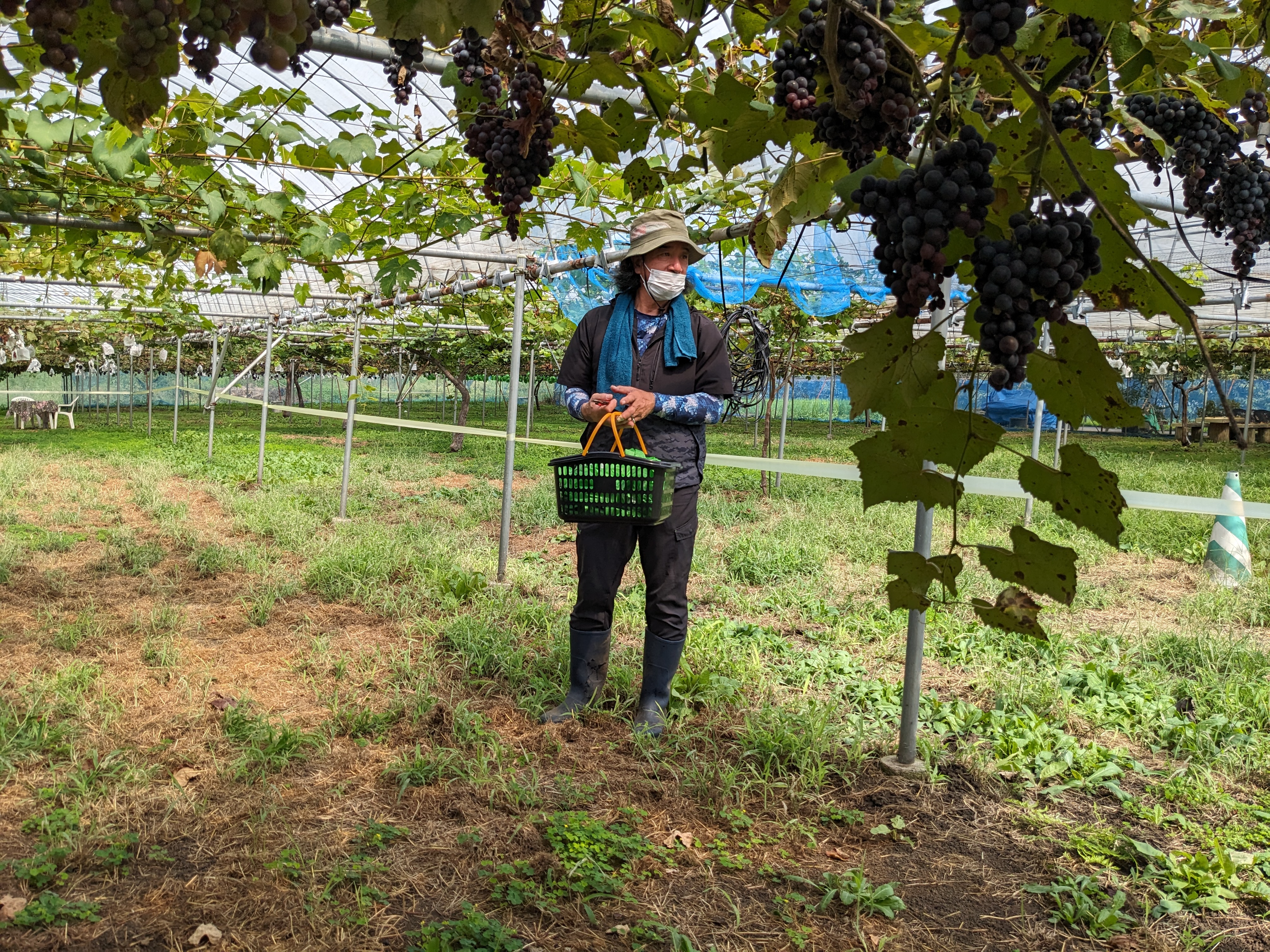 【星の見える丘農園】ブドウ狩り