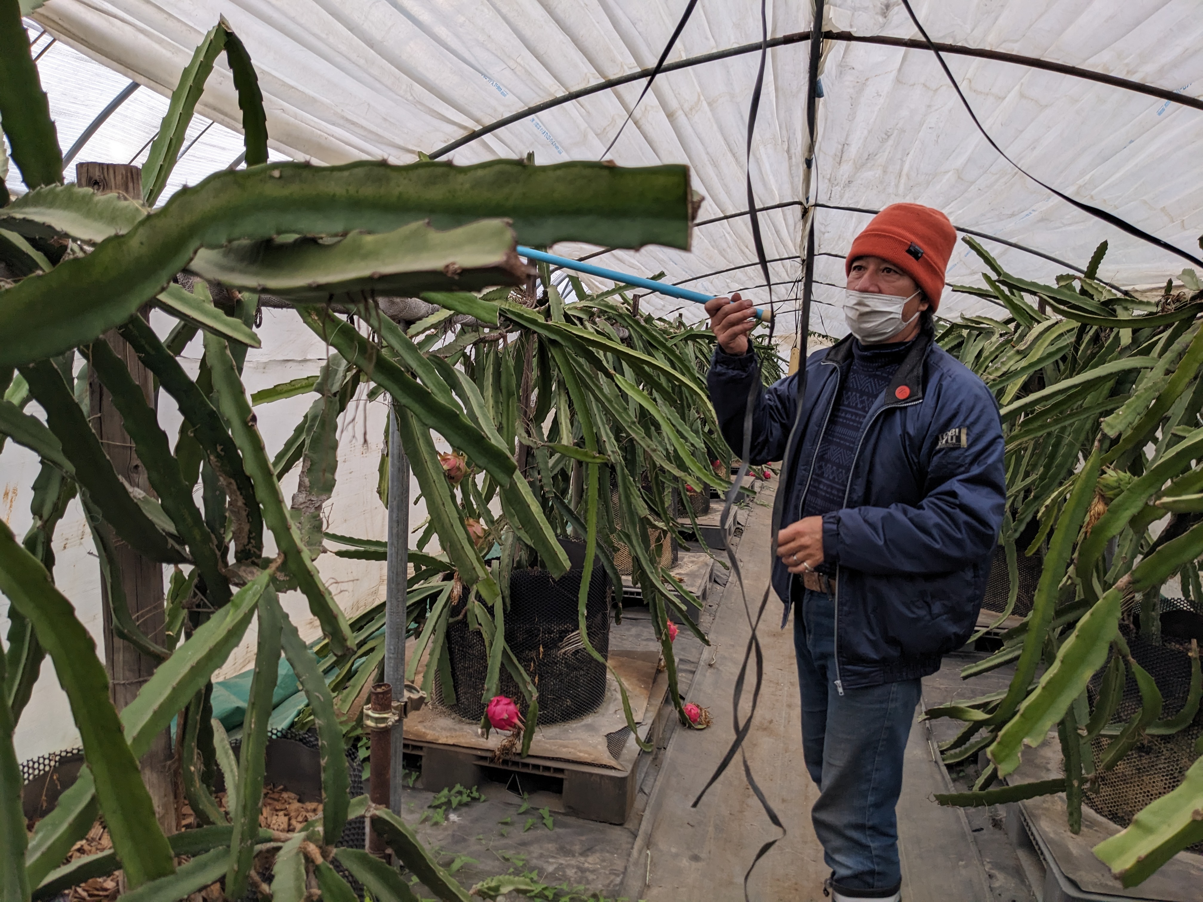 【星の見える丘農園】ドラゴンフルーツ