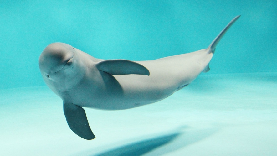 宮島水族館