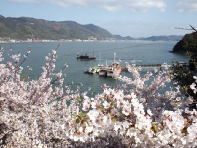 仙酔島の桜