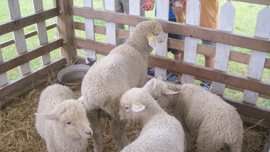 *【飯の原農村公園吉栗の郷】ふれあい羊牧場でかわいい羊達が待っています♪