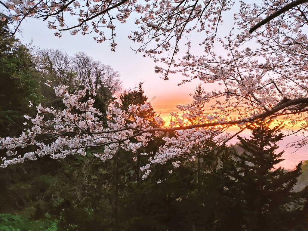 夕陽と桜と海の三位一体