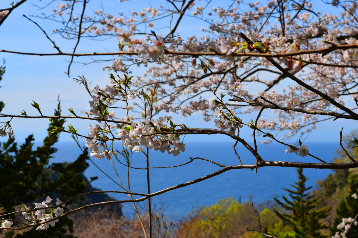 桜と紺碧の海