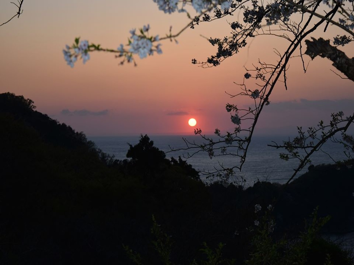 夕陽と桜と海の三位一体