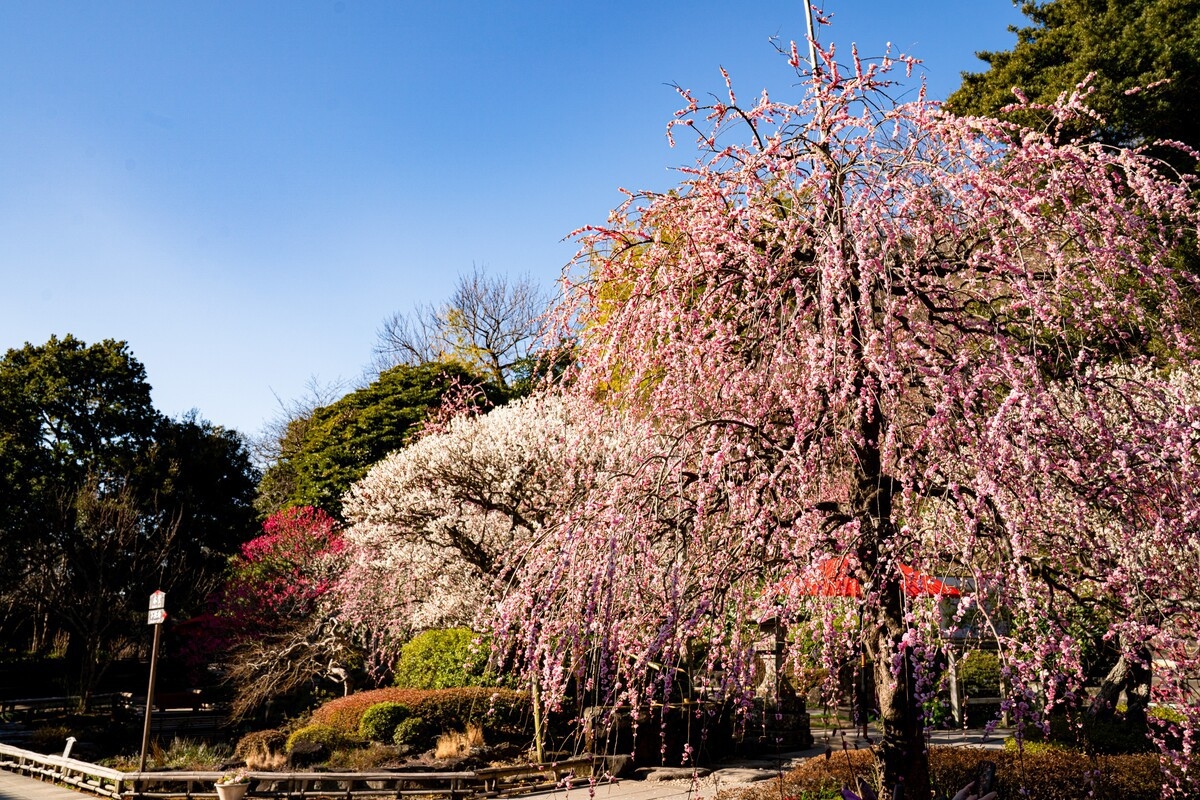 【古都の歴史と季節の移ろいを味わう】長谷寺 拝観引換券付き宿泊プラン〜素泊まり〜
