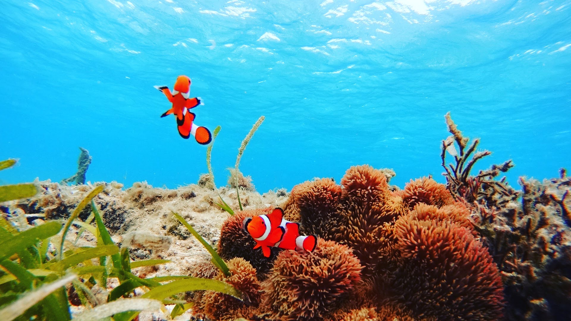 目の前でこんな可愛いカクレクマノミがみられるよ