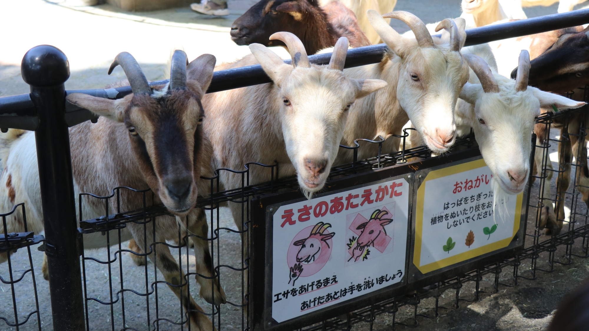 豊かな自然の中で、約100種の動物に出会える動物園です。遊園地も併設「宮崎市フェニックス自然動物園」