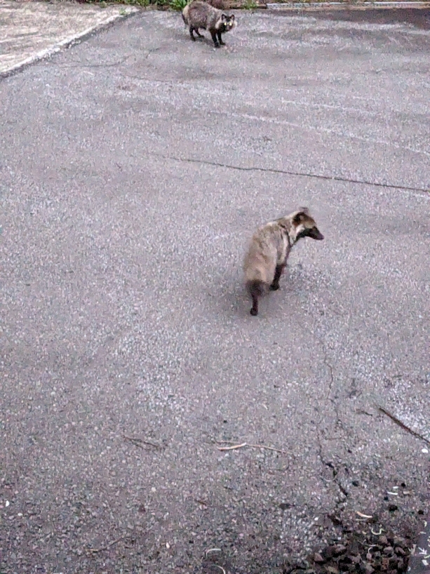 遊びに来るタヌキ
