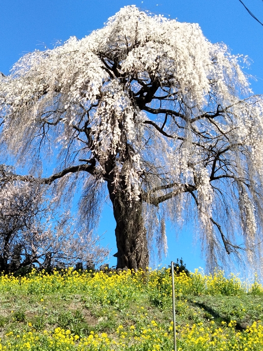 近くにある枝垂れ桜