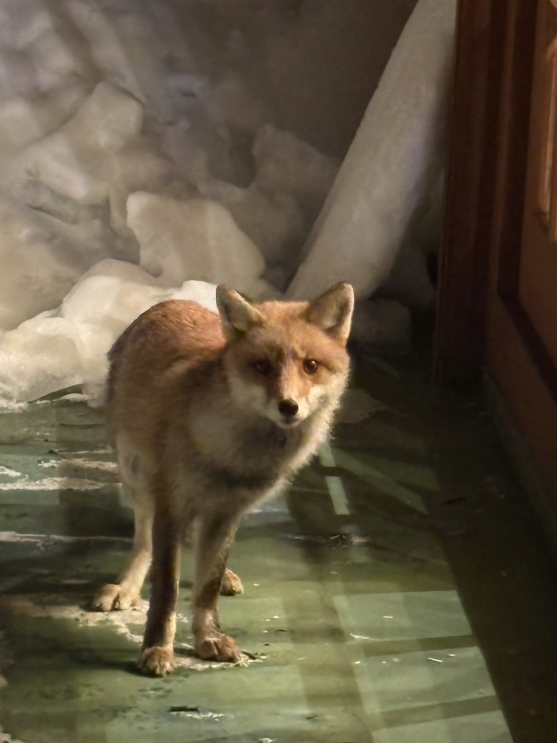 遊びに来るキツネくん