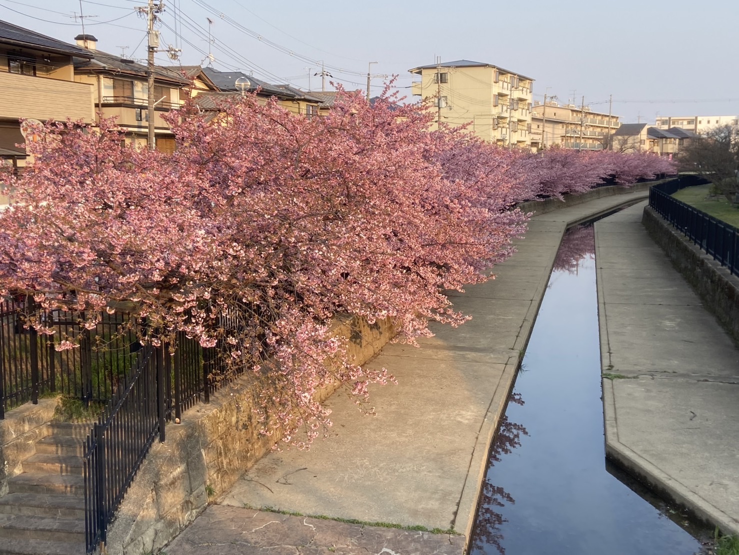 京都伏見「淀水路の河津桜2025」