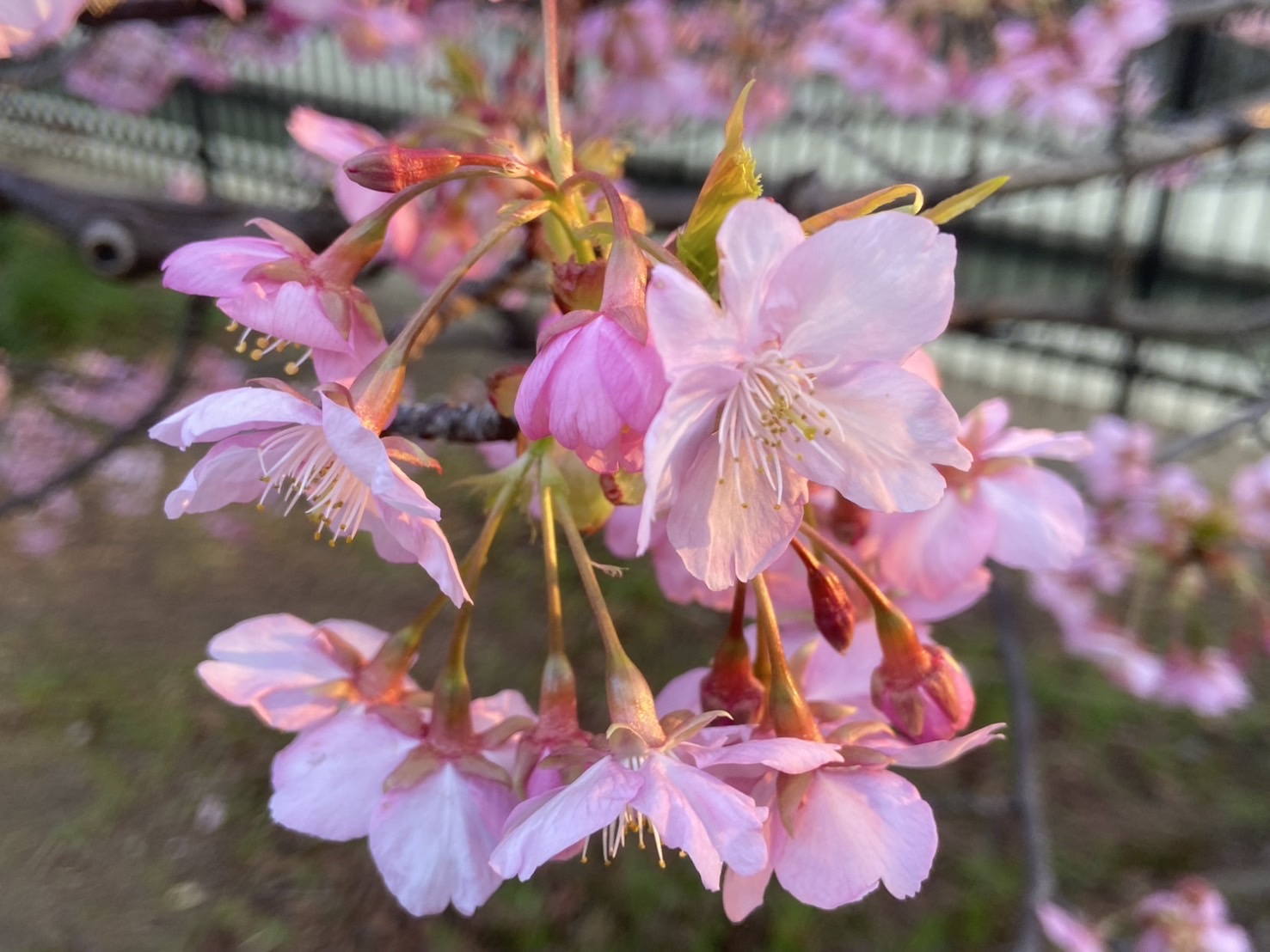 京都伏見「淀水路の河津桜2025」
