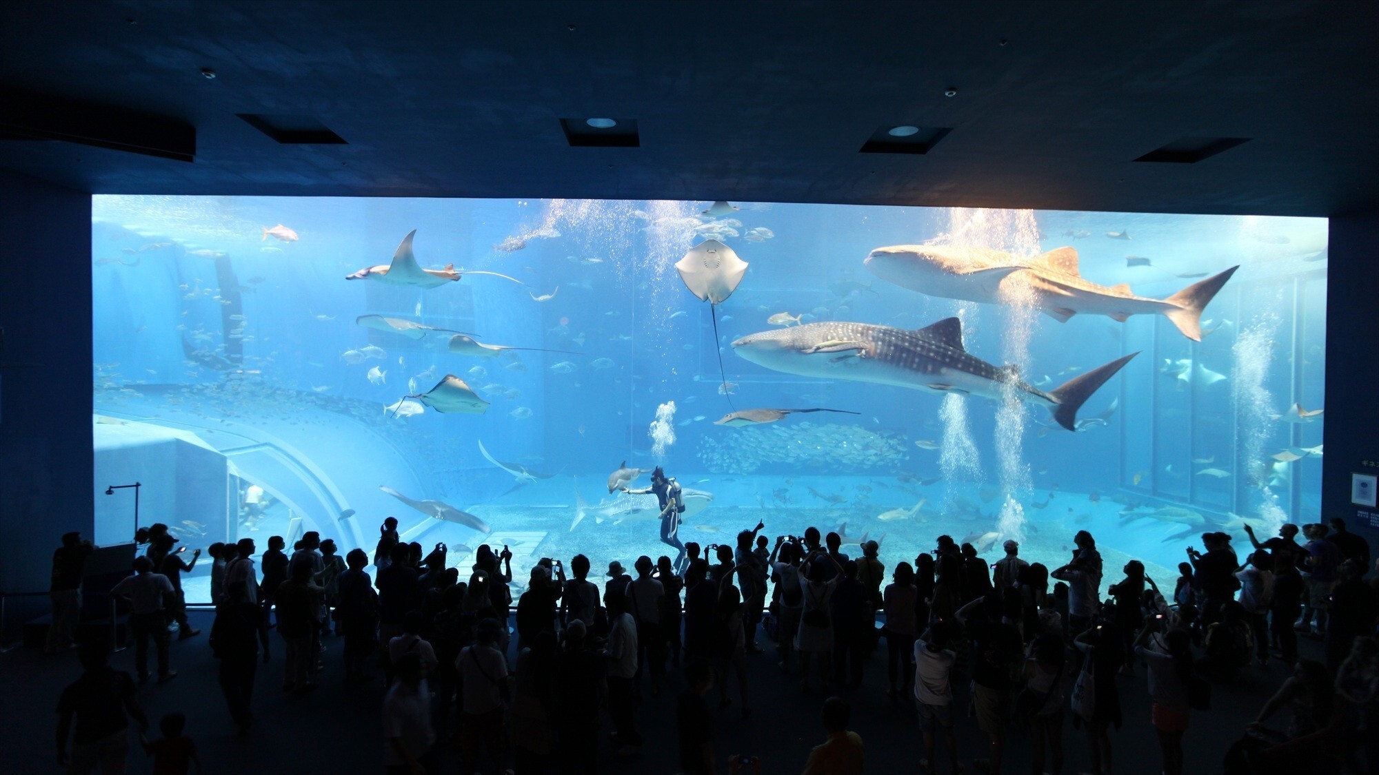 周辺観光/【美ら海水族館】世界最大級の水槽「黒潮の海」はまるで海中を散歩しているかのような気分。