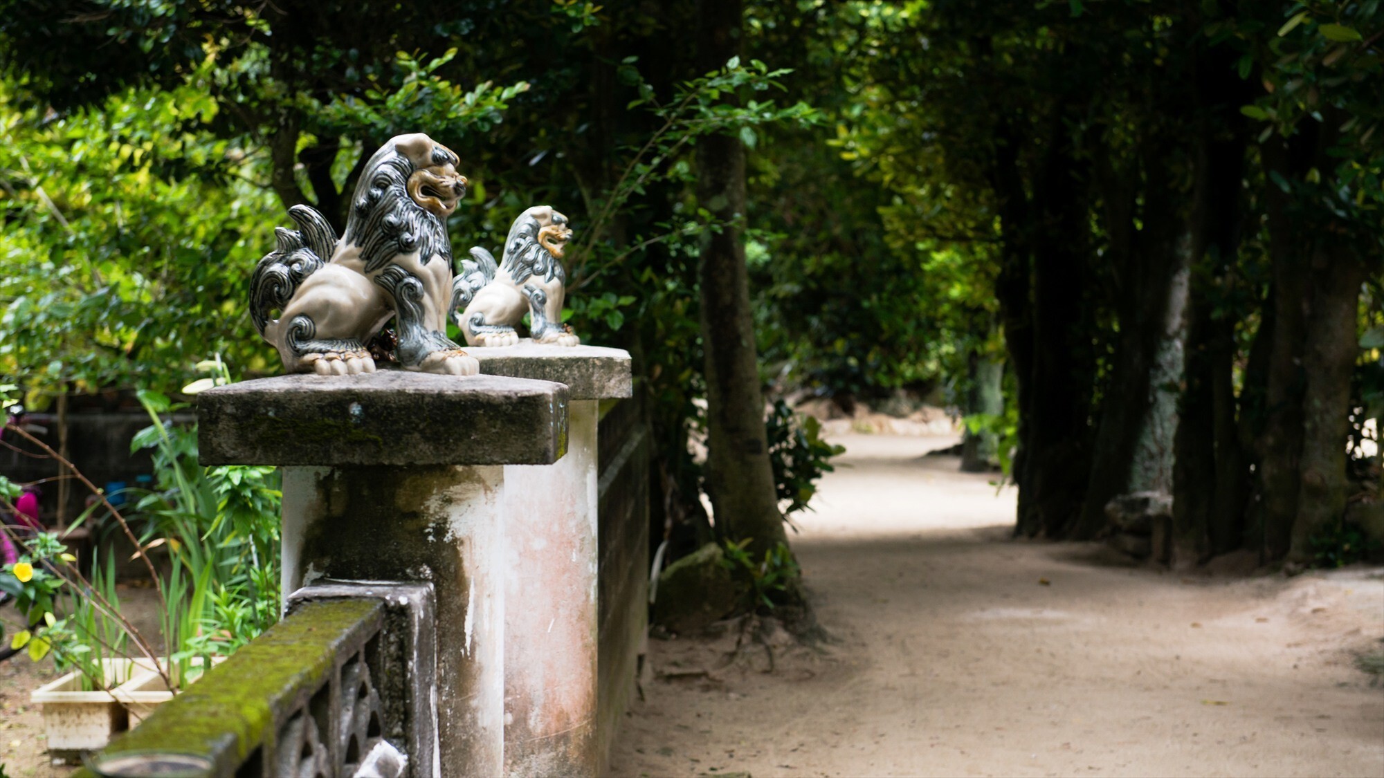 周辺観光/【備瀬のフクギ並木】2万本ものフクギが約1kmにわたって立ち並ぶ人気の絶景パワースポット。