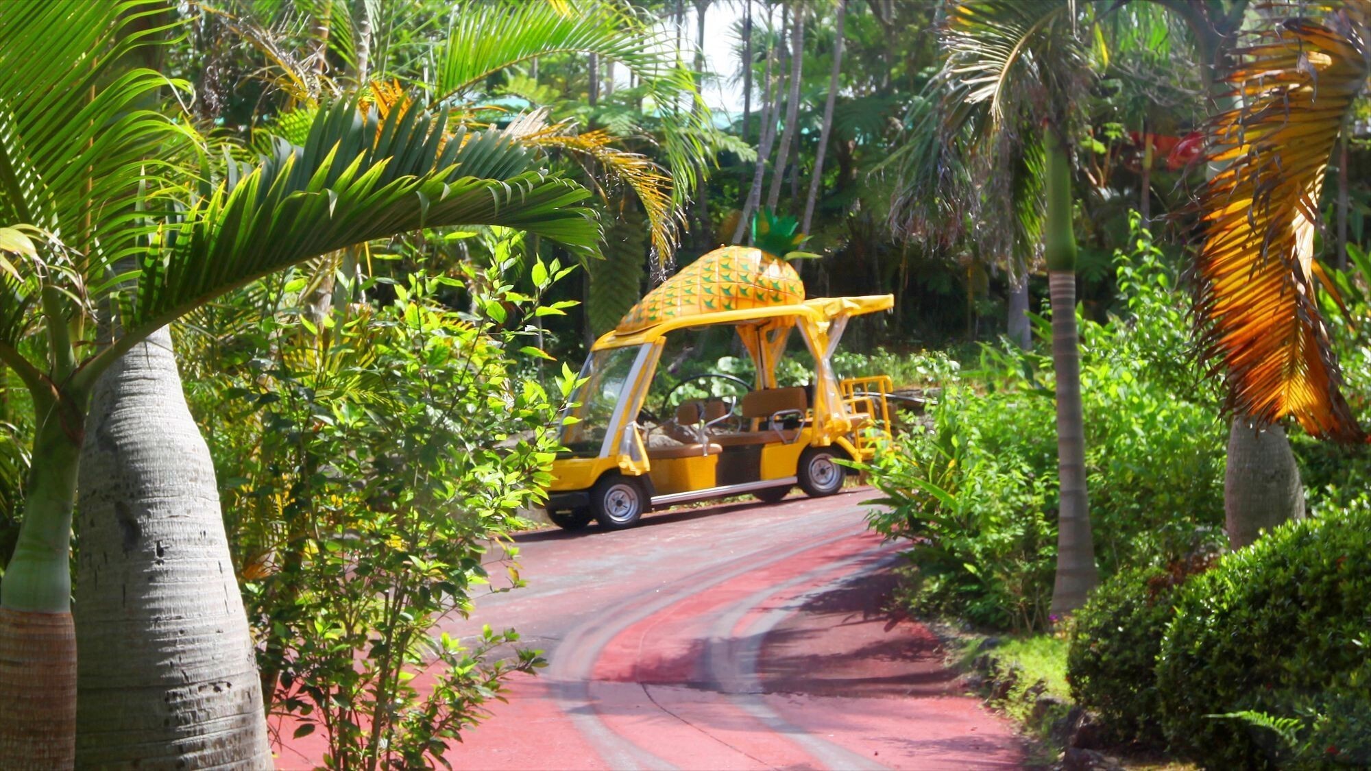 周辺観光/【名護パイナップルパーク】広大なパイナップル畑や南国フルーツを楽しめるテーマパーク。