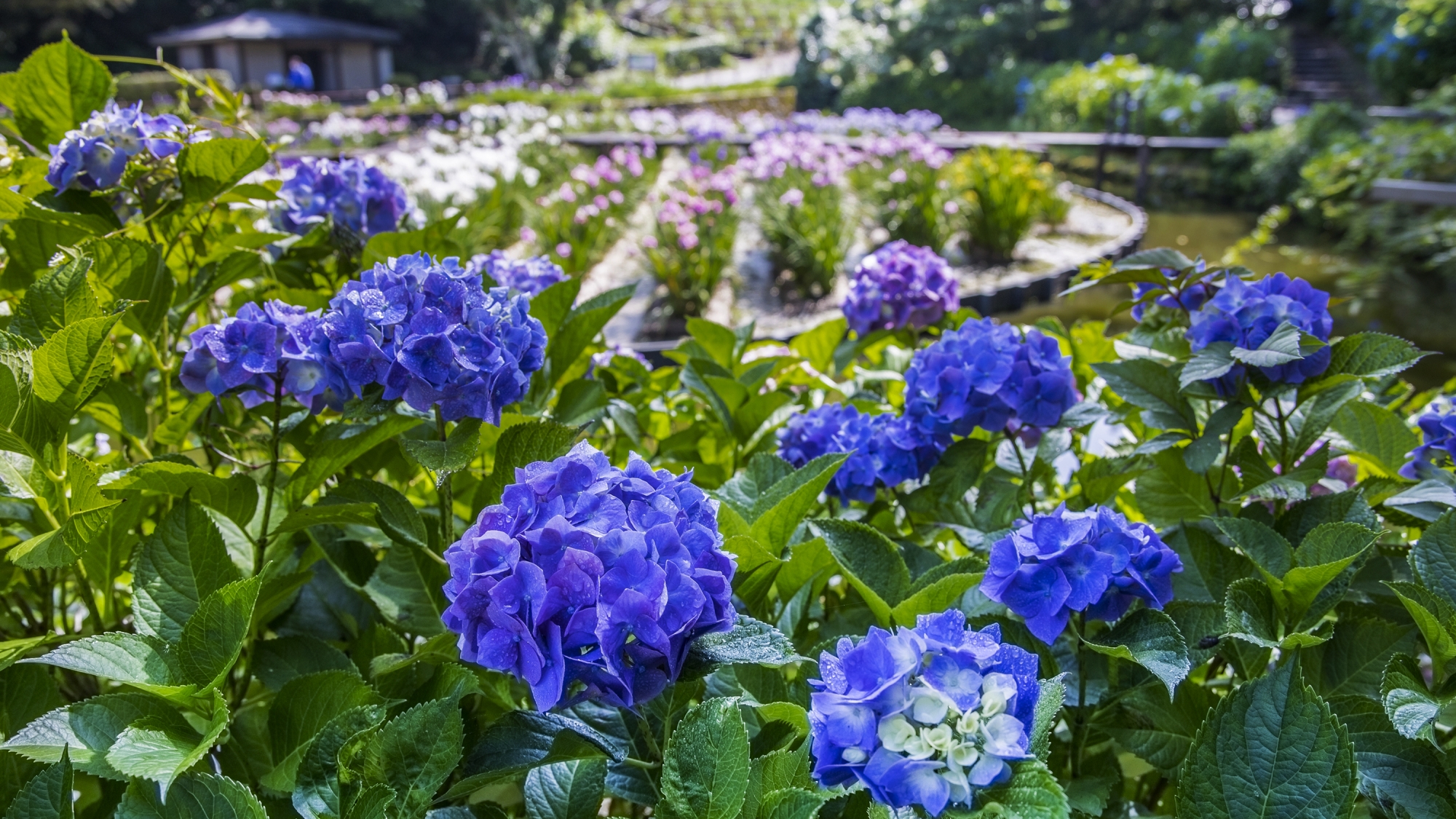 卯辰山・花菖蒲園（バス26分、お車9分）