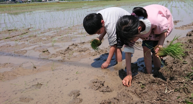 田植え