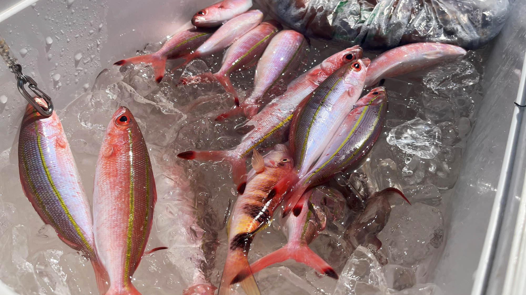 【ファミリーフィッシング】手ぶらで２時間♪お手軽釣り体験！