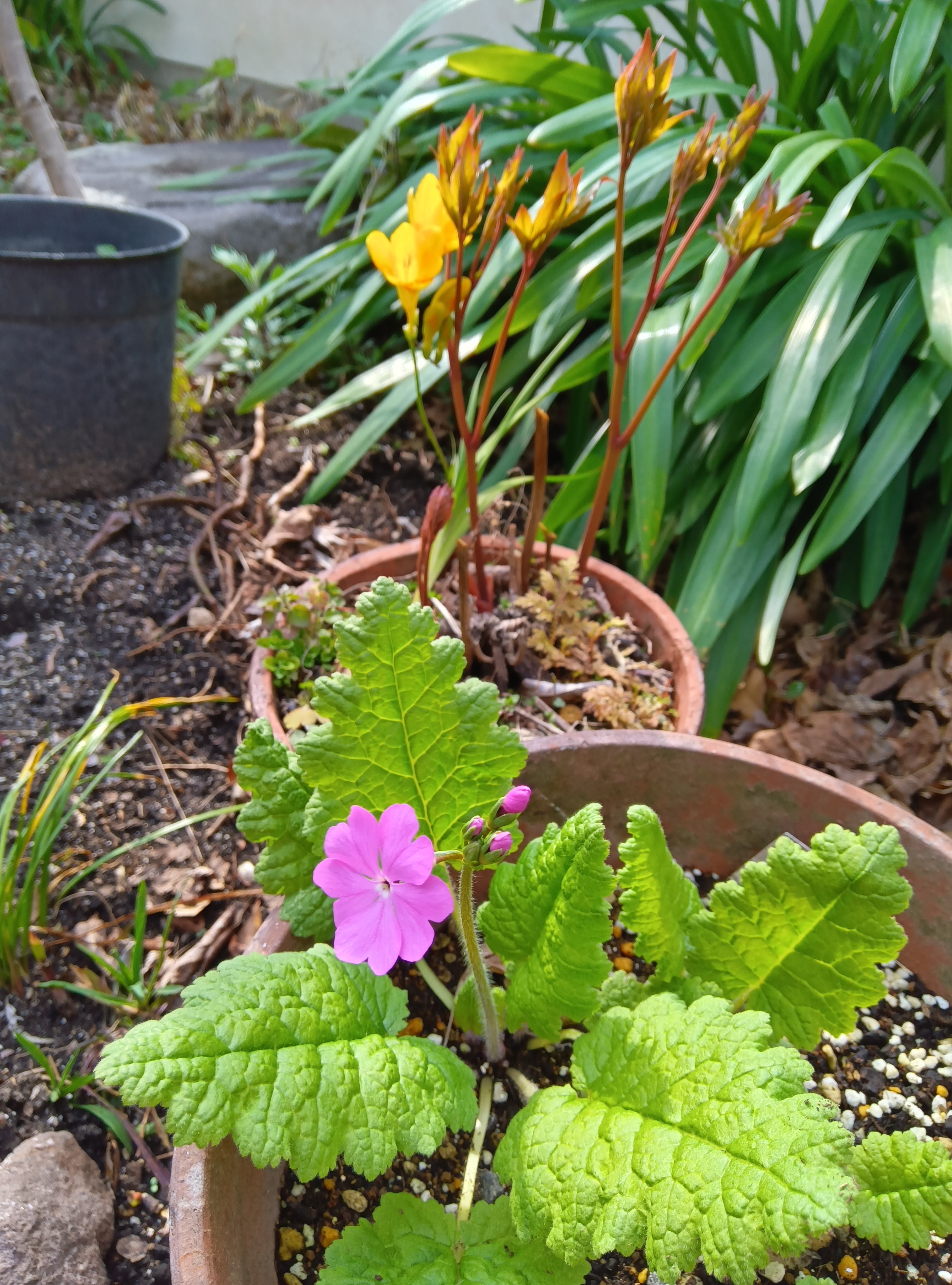 さくら草が咲きました
