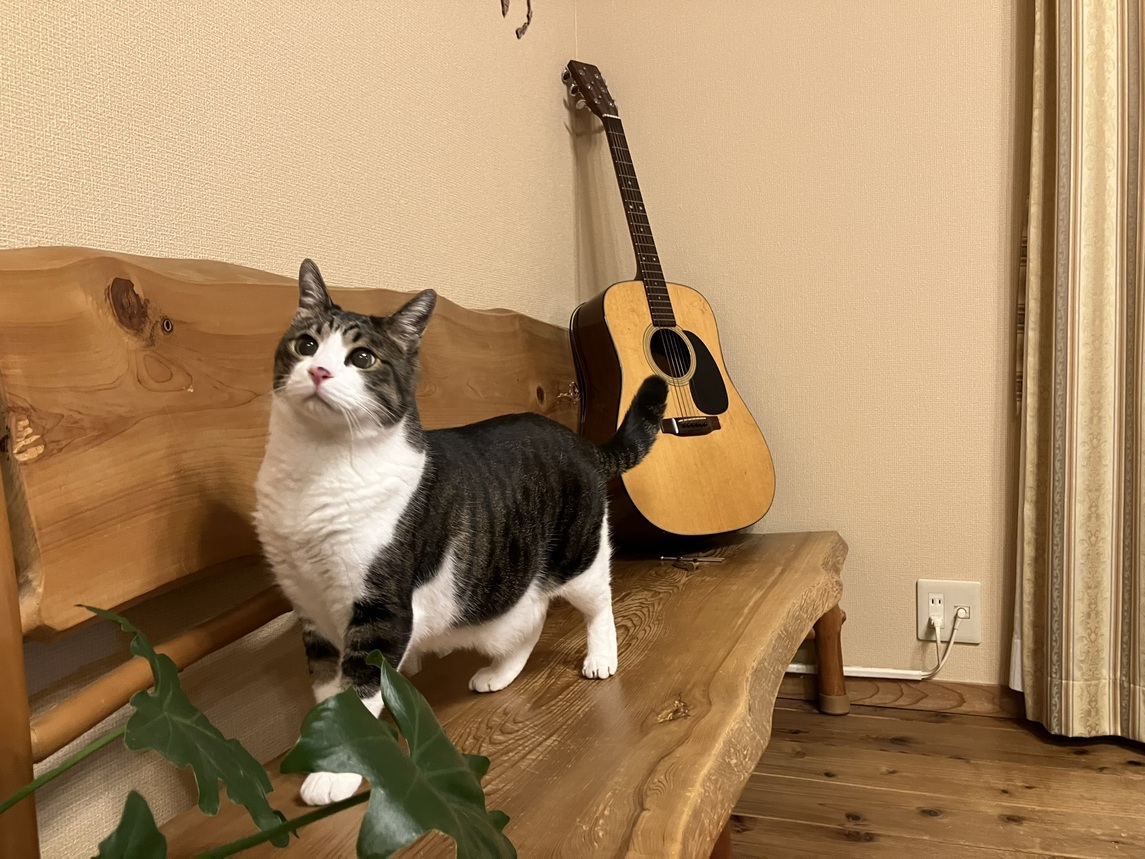 ニャンと！愛猫と一緒にお泊り出来るニャン！【朝食付き♪】