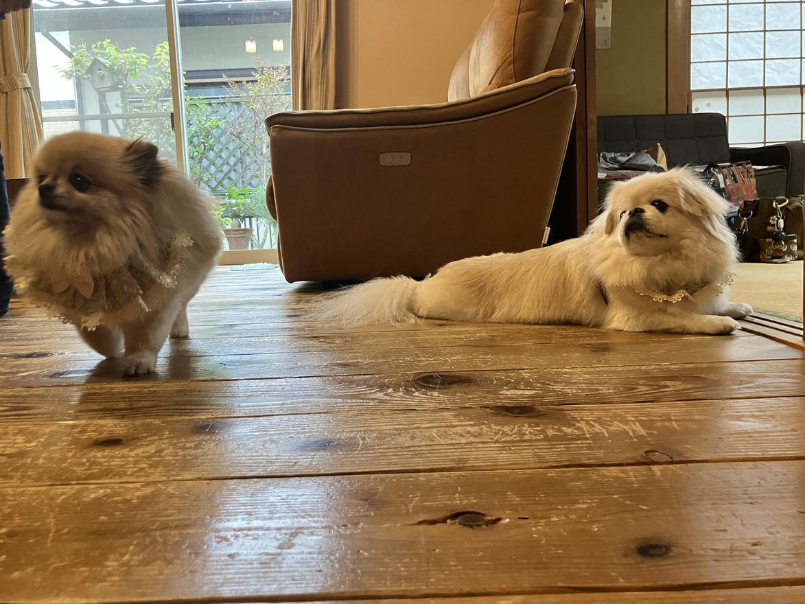 【愛犬と一緒にワン！ダフルナイトを ♪】【朝食付き】東大寺大仏さん・宇治平等院さんへは車で30分圏内