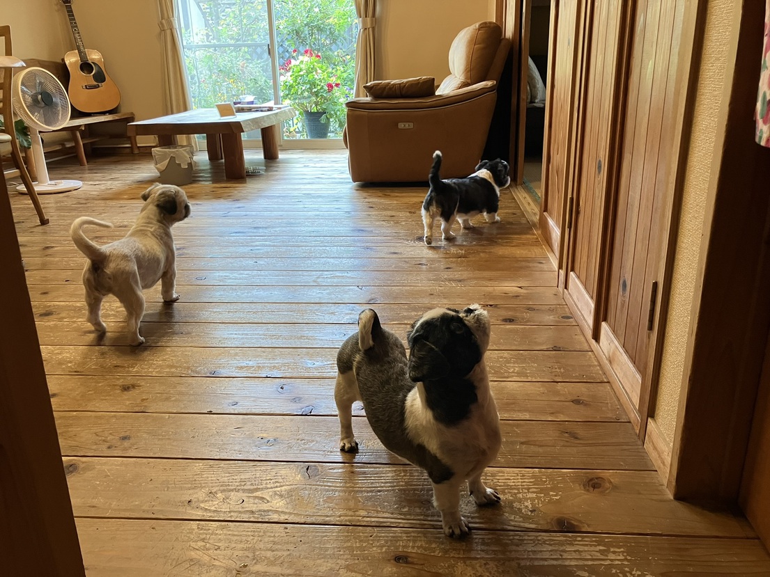 【愛犬と一緒にワン！ダフルナイトを ♪】【朝食付き】東大寺大仏さん・宇治平等院さんへは車で30分圏内