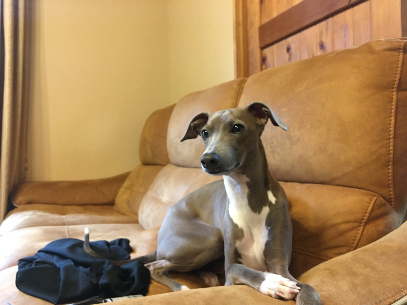 【愛犬と一緒にワン！ダフルナイトを ♪】【朝食付き】東大寺大仏さん・宇治平等院さんへは車で30分圏内