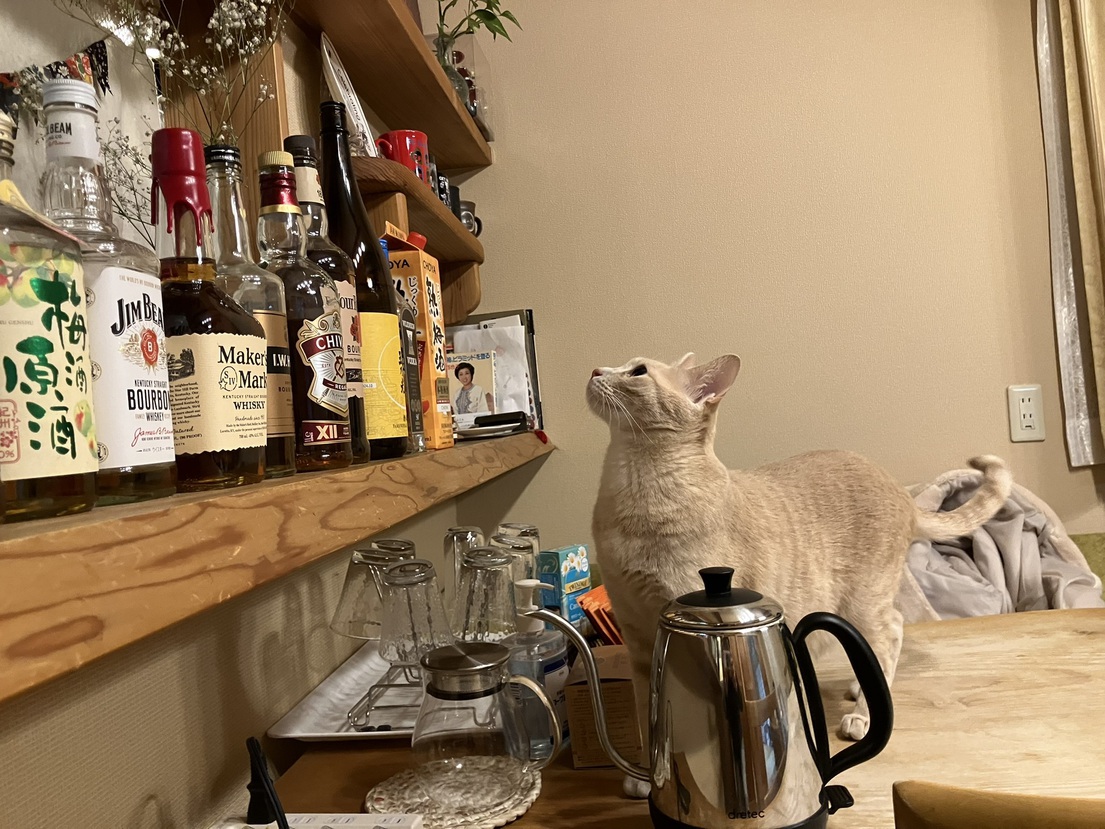 ニャンと！愛猫と一緒にお泊り出来るニャン！【朝食付き♪】