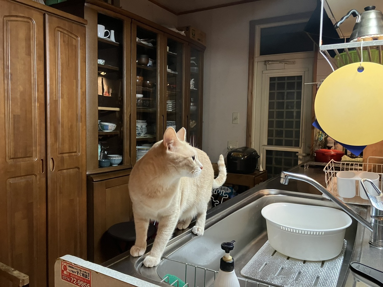 ニャンと！愛猫と一緒にお泊り出来るニャン！【朝食付き♪】