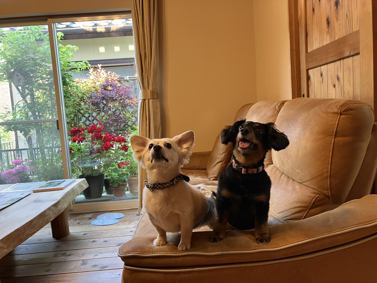 【愛犬と一緒にワン！ダフルナイトを ♪】【朝食付き】東大寺大仏さん・宇治平等院さんへは車で30分圏内