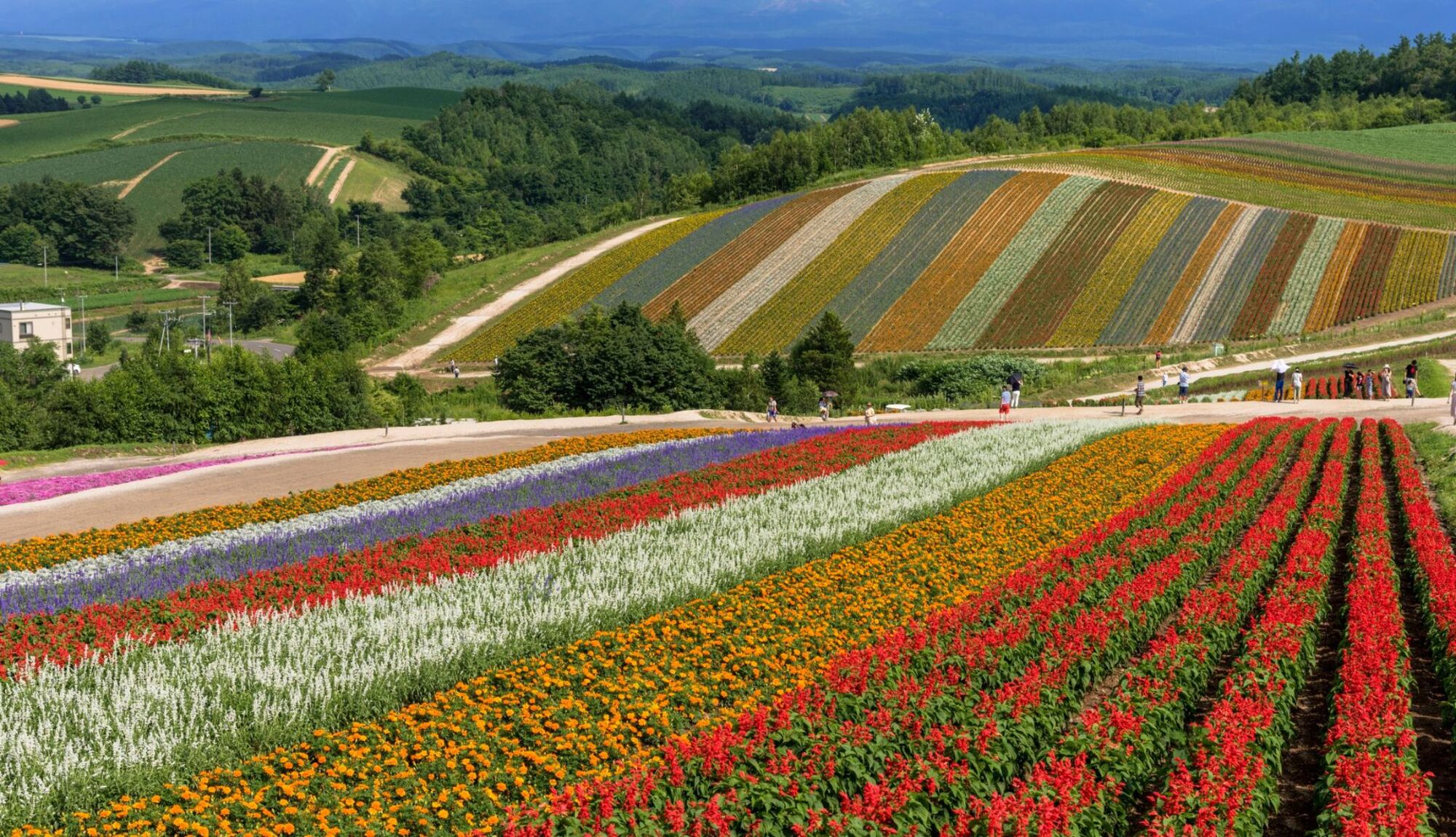 美瑛の四季彩の丘では美しい花畑に出会うことができます