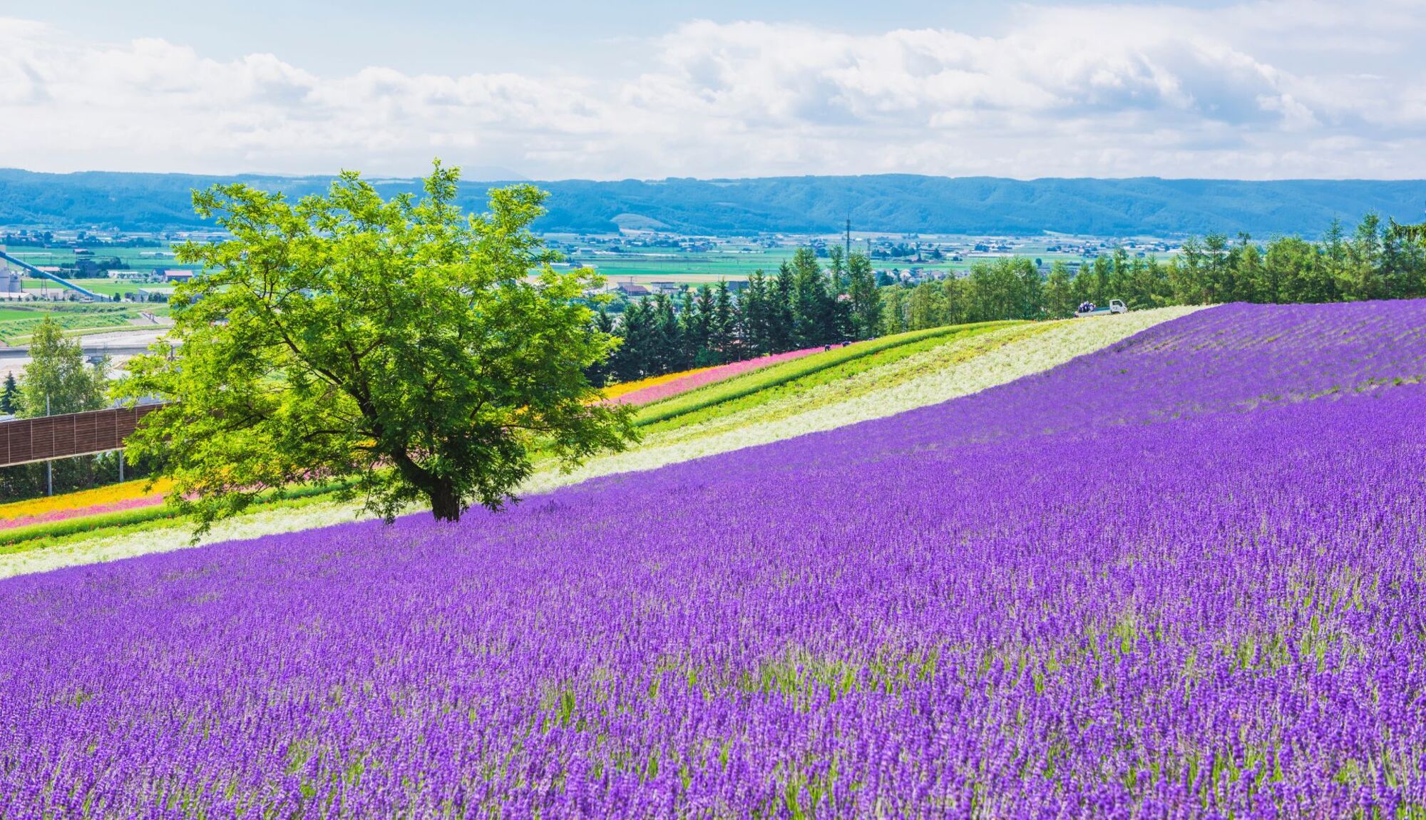 少し足を伸ばして富良野へ。ラベンダーの見頃は7月上旬～中旬﻿です♫