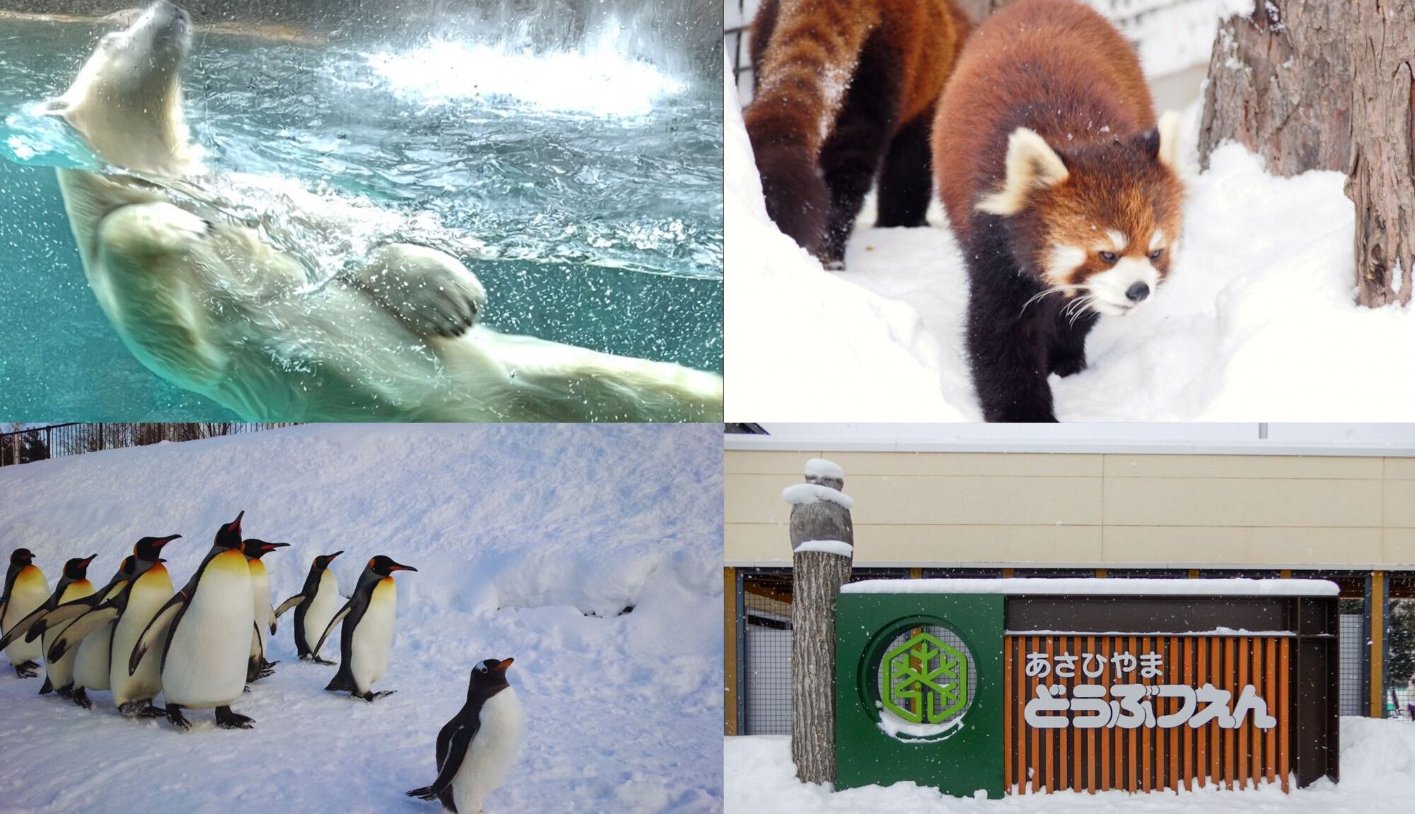 旭山動物園まで車で15分！