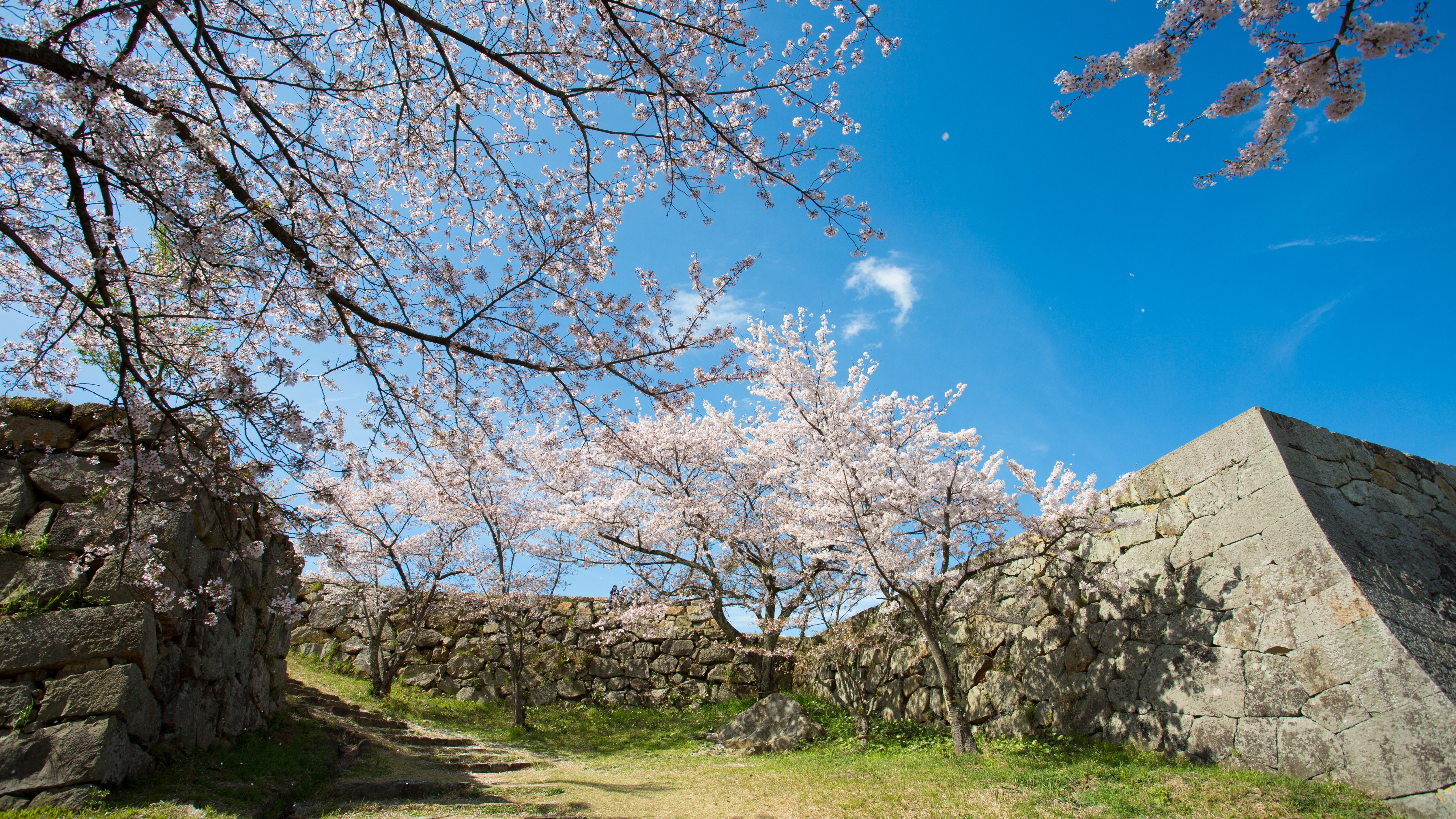 写真提供：鳥取県　米子城跡と桜