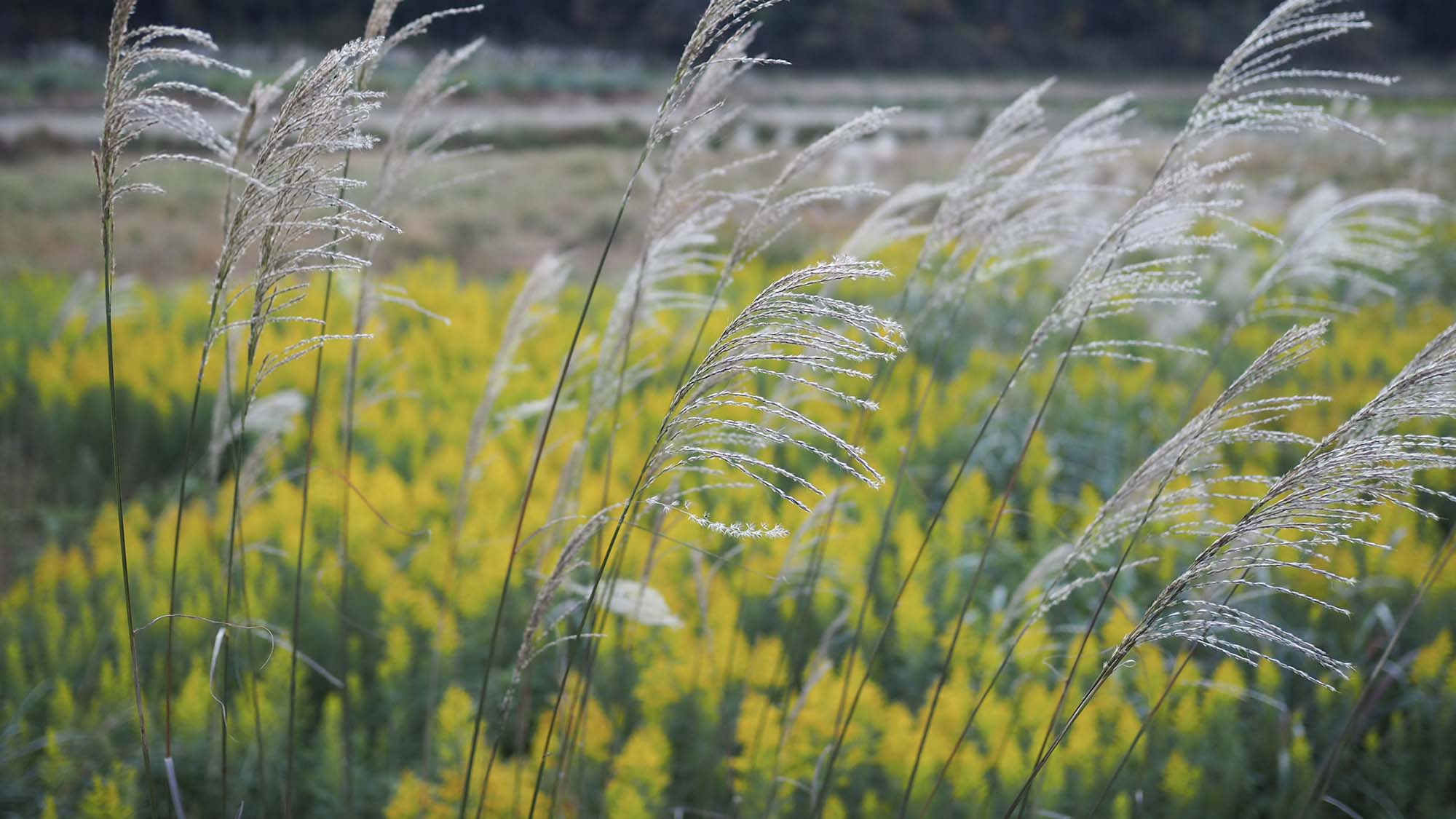 ・秋にはすすき。四季折々の自然の風景をお楽しみいただけます。