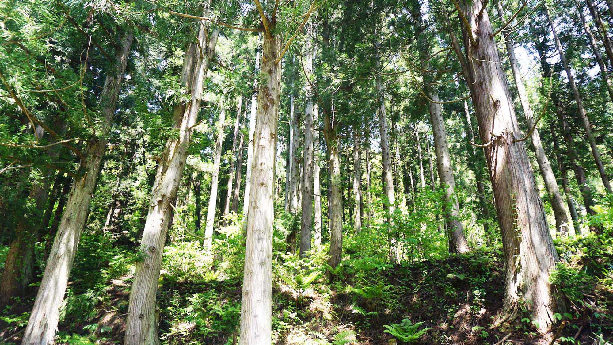 ・大自然の山々をお楽しみいただけます。