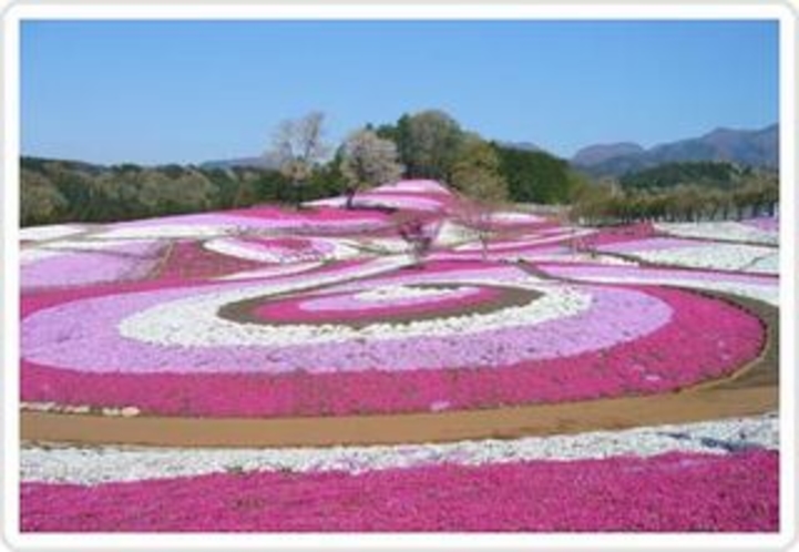 芝桜の丘