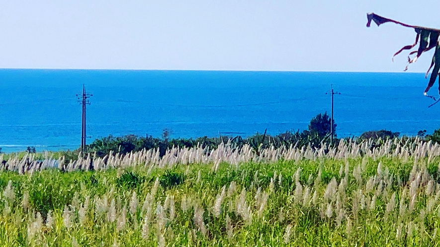 ・さとうきび畑の向こうに広がる沖縄の青い海